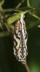 (2) MONTAGNACHMITTAGSRÄTSEL!!! Auflösung: Stürzpuppe des Roten Scheckenfalters (Melitaea didyma).