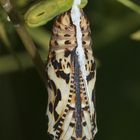 (2) MONTAGNACHMITTAGSRÄTSEL!!! Auflösung: Stürzpuppe des Roten Scheckenfalters (Melitaea didyma).