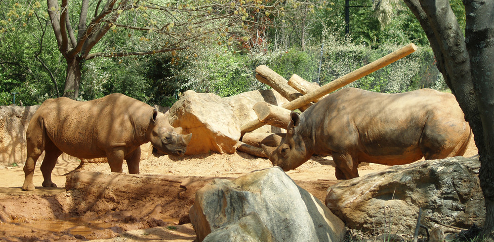 2 Nashörner im Zoo von Atlanta (wer ist hier der Chef)