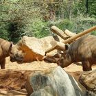 2 Nashörner im Zoo von Atlanta (wer ist hier der Chef)