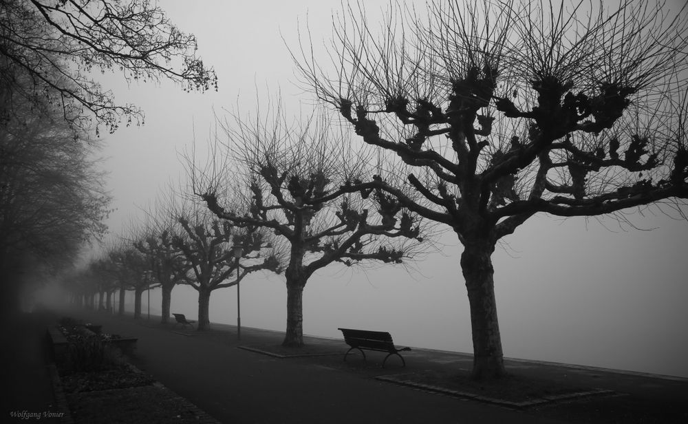 -2- Nebelstimmung in der Seestraße in Konstanz