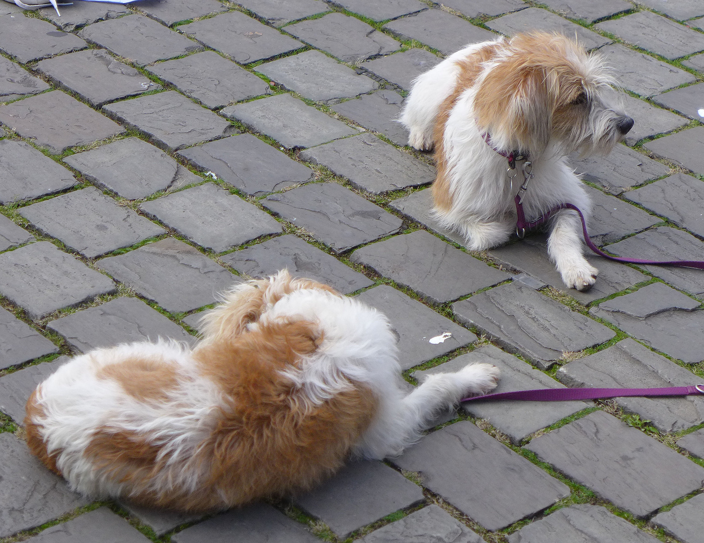 2 nette Hunde 