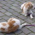 2 nette Hunde 