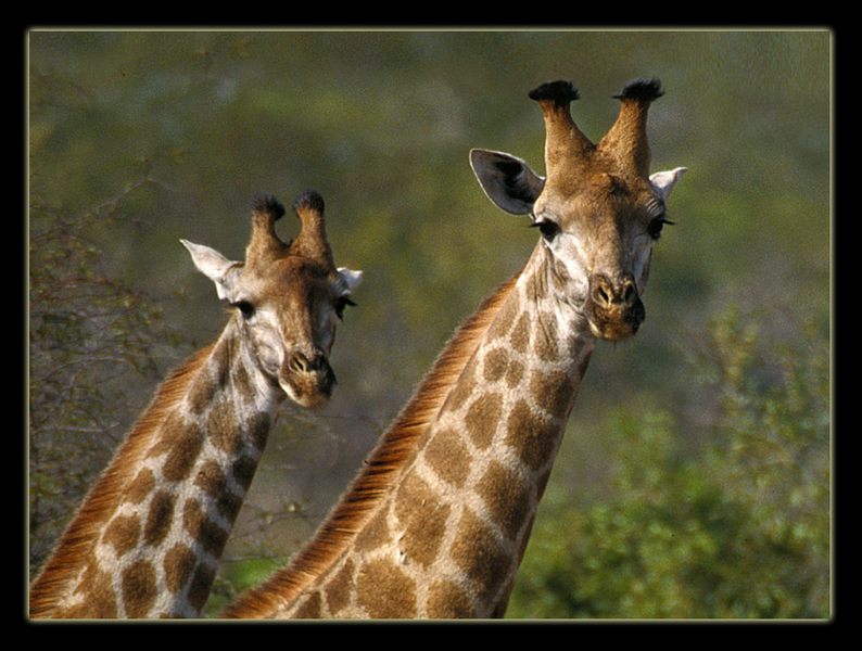 2 neugierige Giraffen