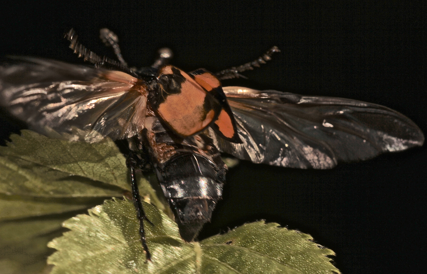 (2) Nicrophorus vespillo, der Gemeine Totengräber, ...