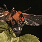 (2) Nicrophorus vespillo, der Gemeine Totengräber, ...