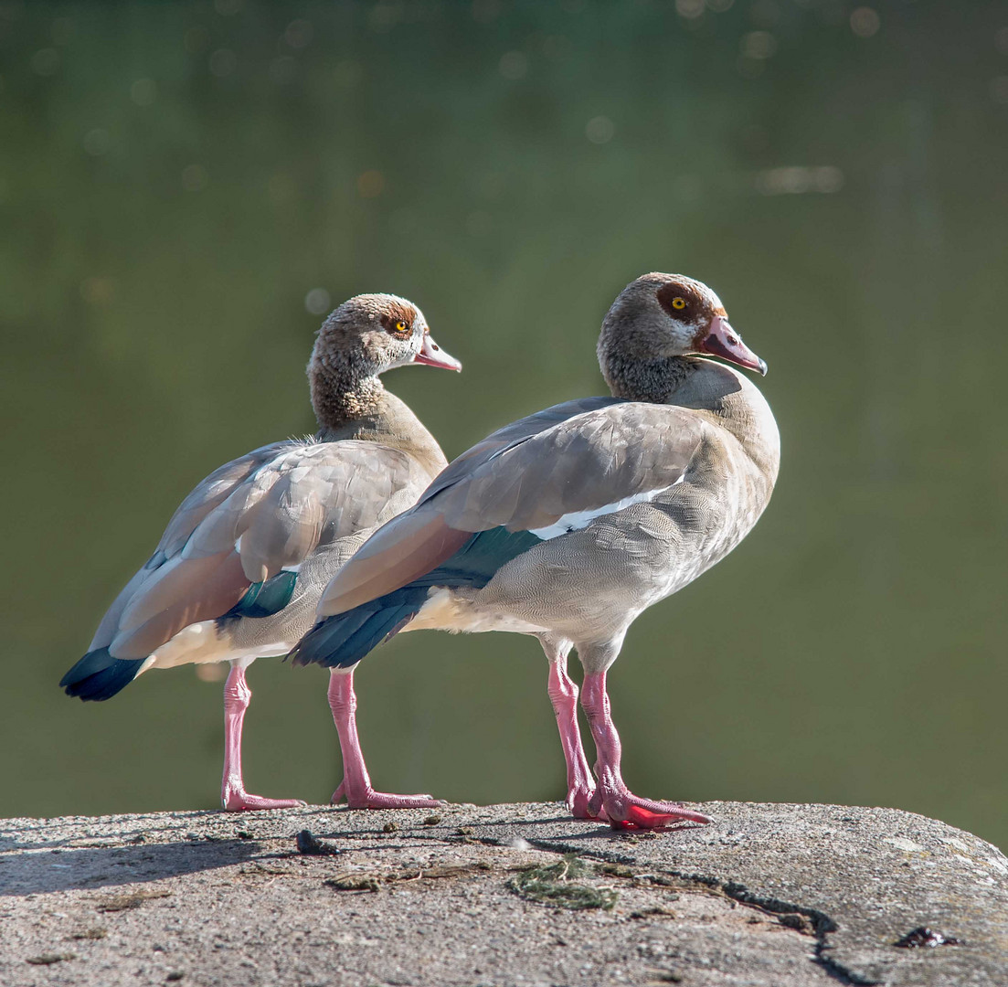 2 Nilgänse auf Beobachtung