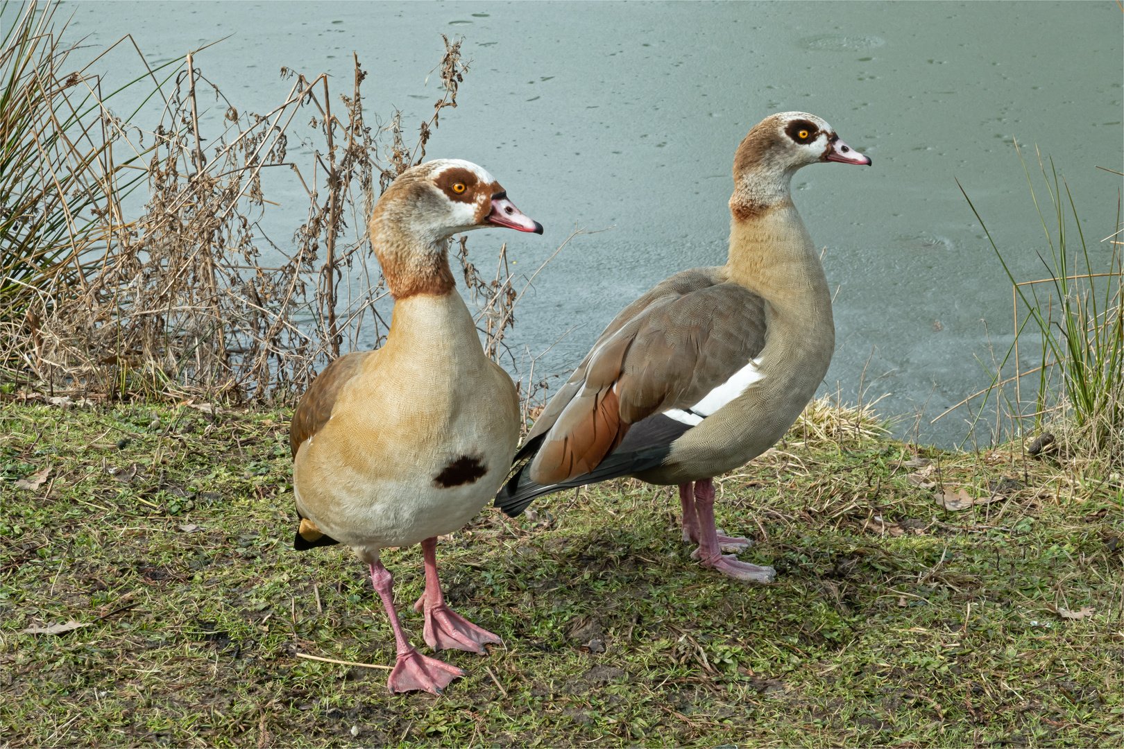 2 Nilgänse schreien …