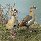 2 Nilgänse schreien …