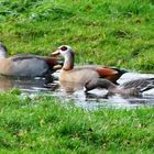 2 Nilgänse und...?