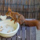 2 Nüsse für Eichhörnchen...