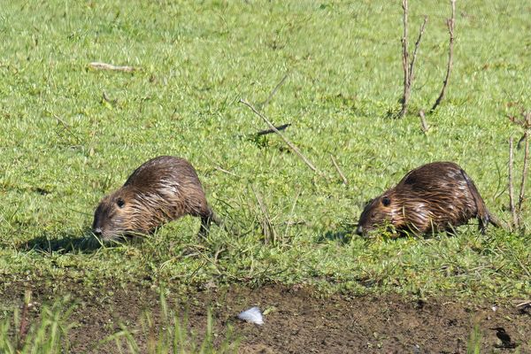 2 Nutria nach dem Bad