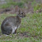 (2) Östliches Baumwollschwanzkaninchen