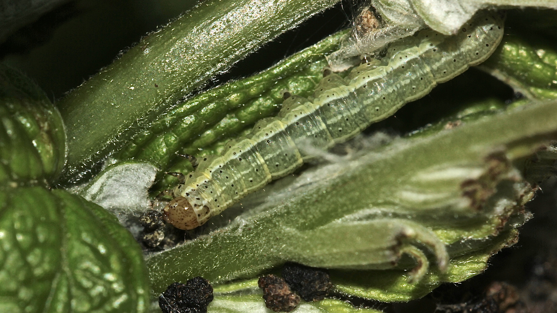 (2) Offenbar die Raupe der Spitzflüglgen Kätzcheneule (Orthosia gracilis) ...