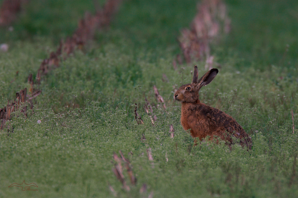 2-Ohr-Hase