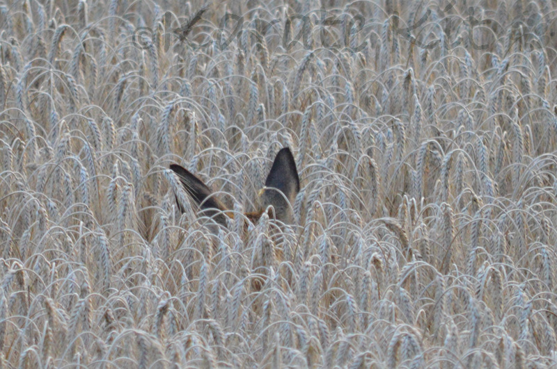 2 Ohren im Kornfeld