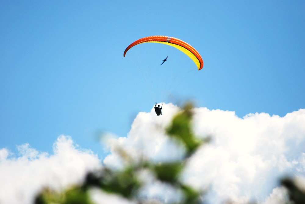 2 oiseaux ce rencontre