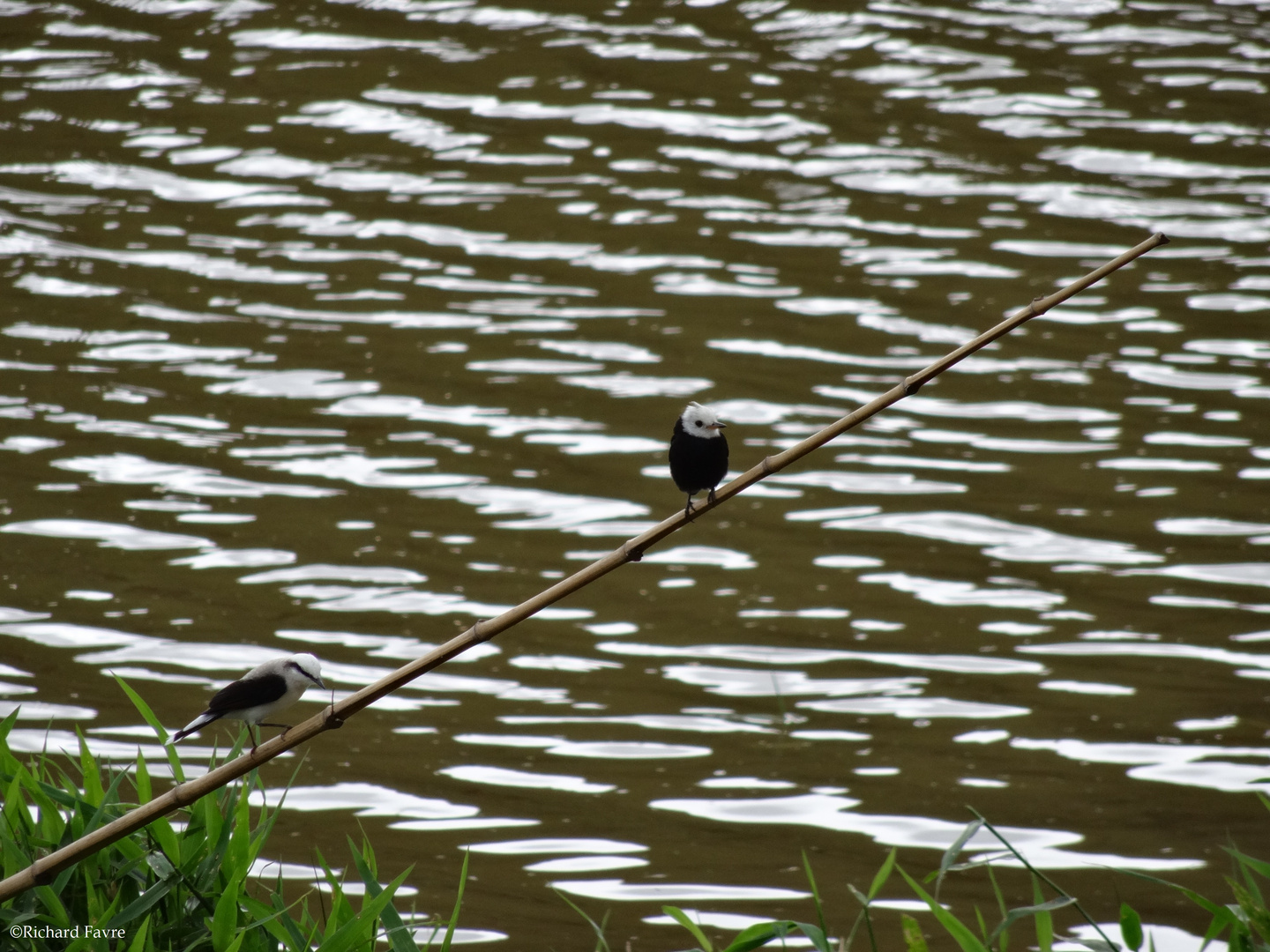 2 oiseaux font de l'équilibre.