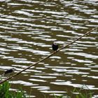 2 oiseaux font de l'équilibre.