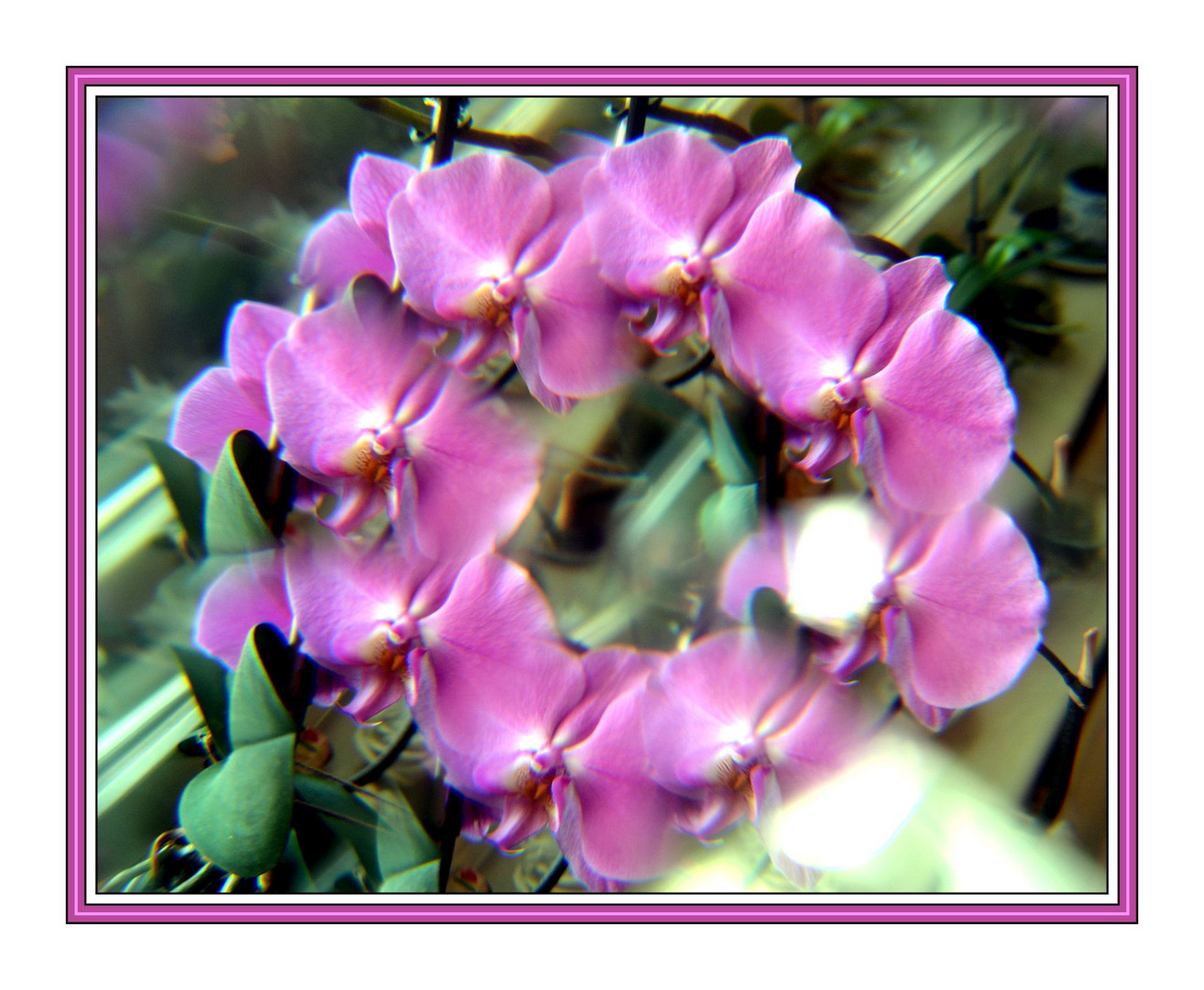 2 Orchideen Fotografiert Durch Einen Deko Glas Diamant Foto Bild Stillleben Arrangierte Szenen Effect Bilder Auf Fotocommunity
