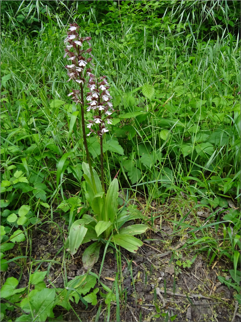 ...2 Orchidées, en sous-bois..