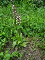 ...2 Orchidées, en sous-bois..