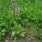 ...2 Orchidées, en sous-bois..