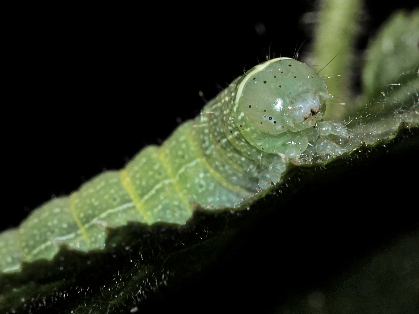 (2) ORTHOSIA CERASI - die RUNDFLÜGLIGE KÄTZCHENEULE