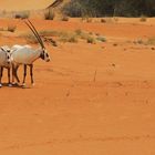 2 Oryx