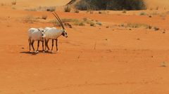 2 Oryx