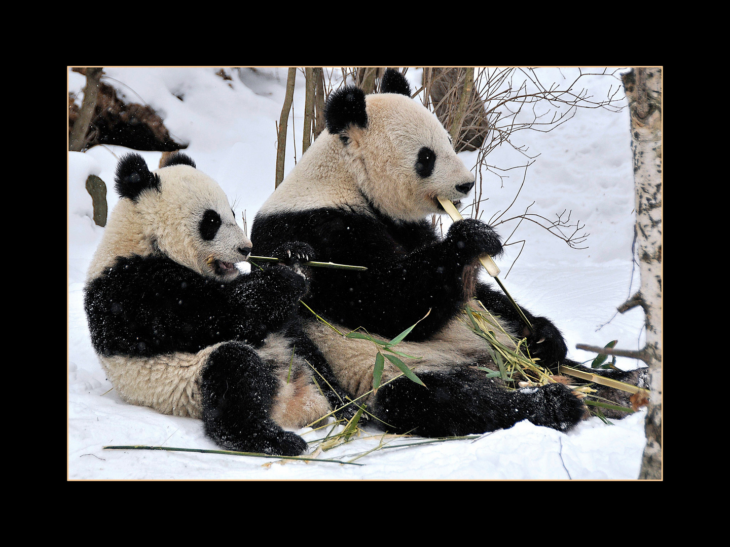 2 Pandabären im Tiergarten Schönbrunn