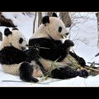 2 Pandabären im Tiergarten Schönbrunn