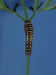 2 - Papilio-junge Raupe