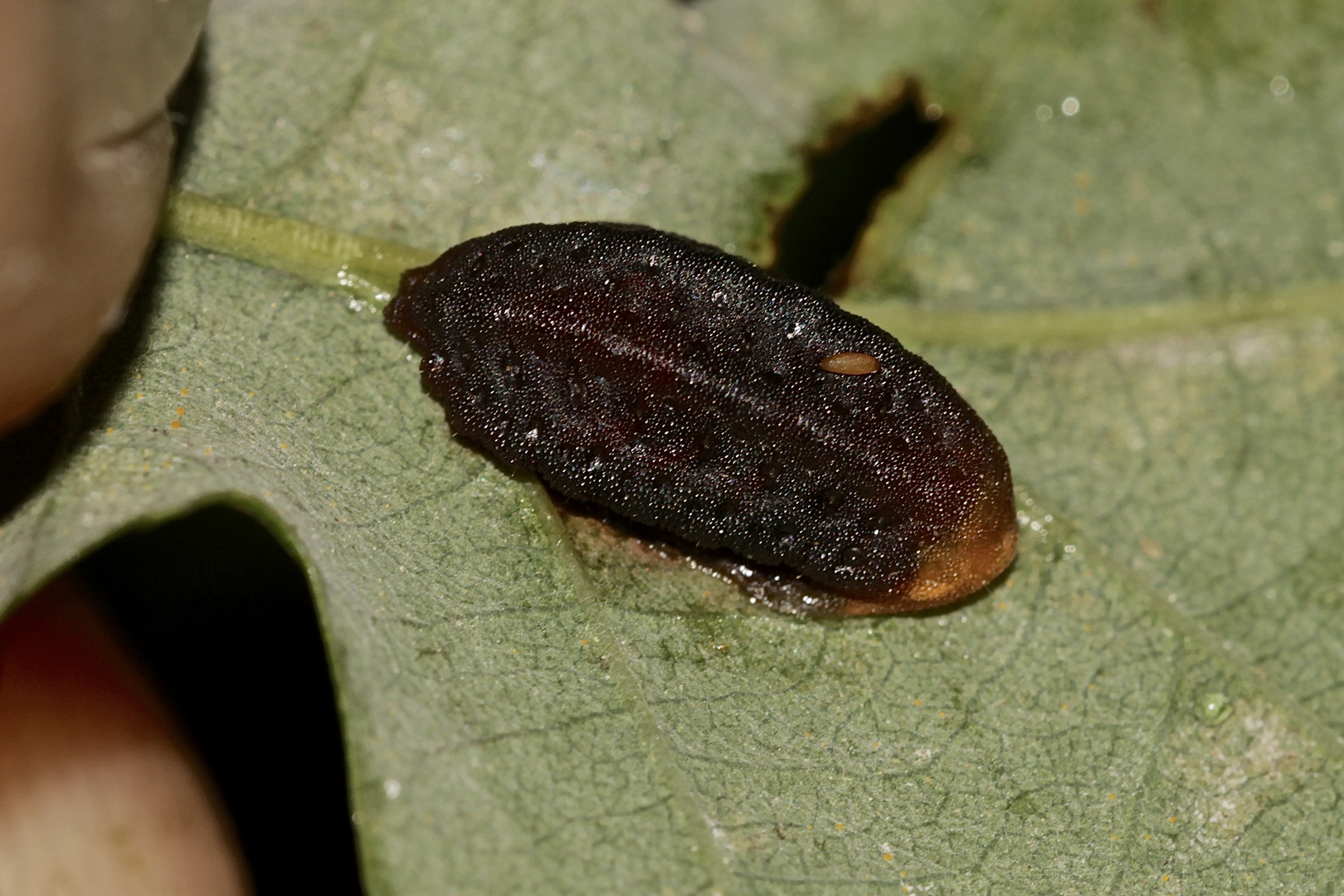 (2) Parasitierte, tote Raupe des Kleinen Schneckenspinners ...