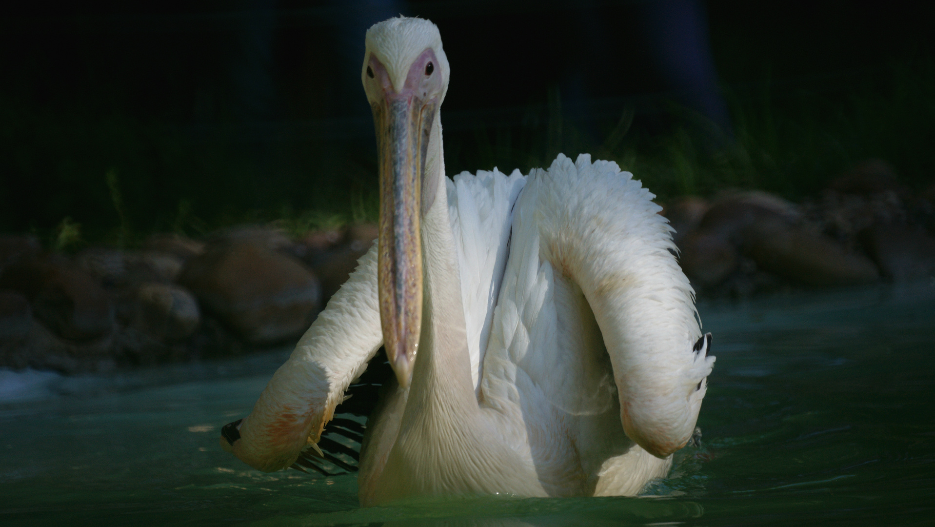 2 Pelican