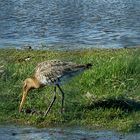 (2) Pfuhlschnepfe (Limosa lapponica)