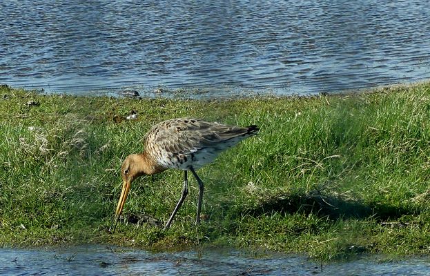 (2) Pfuhlschnepfe (Limosa lapponica)