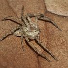 (2) PHILODROMUS MARGARITATUS - ein Weibchen.