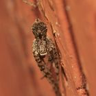 (2) PHILODROMUS MARGARITATUS - Für Anna-Dora Sartorio, unsere "grande dame" der Naturfotografie, ...