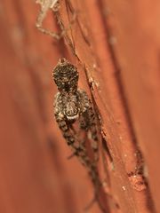 (2) PHILODROMUS MARGARITATUS - Für Anna-Dora Sartorio, unsere "grande dame" der Naturfotografie, ...