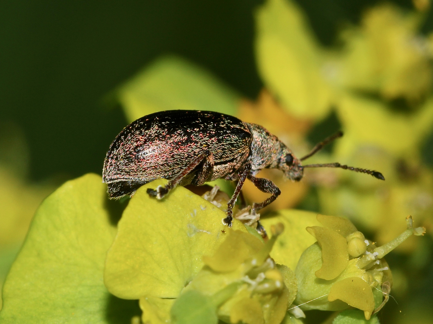 (2) PHYLLOBIUS VIRIDICOLLIS, der GRÜNKRAGEN-BLATTRÜSSLER