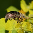 (2) PHYLLOBIUS VIRIDICOLLIS, der GRÜNKRAGEN-BLATTRÜSSLER