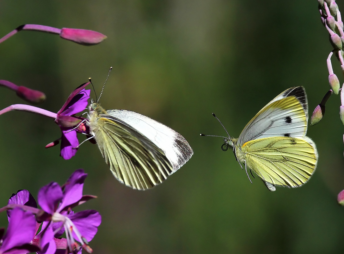 2 Pieris rapae