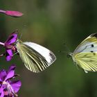 2 Pieris rapae