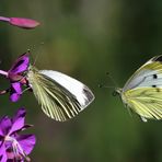 2 Pieris rapae