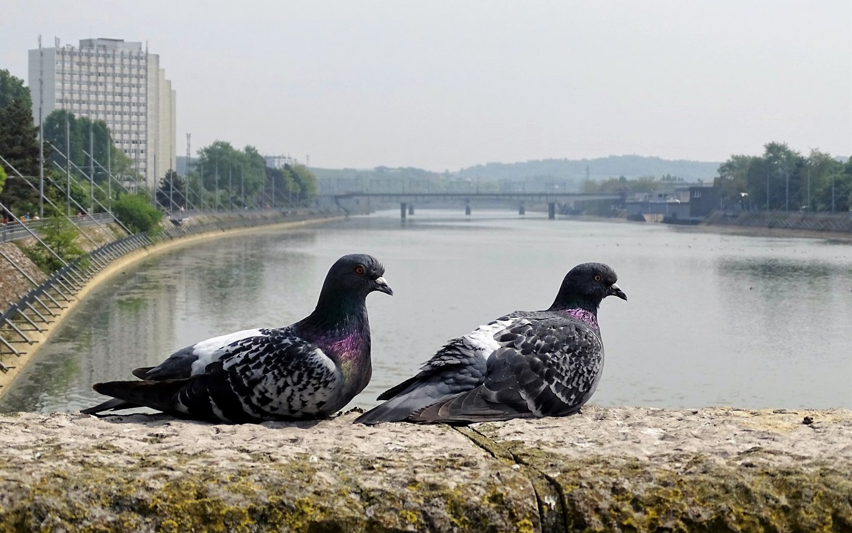  2 pigeons .......Boulogne/Mer