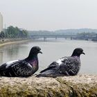  2 pigeons .......Boulogne/Mer