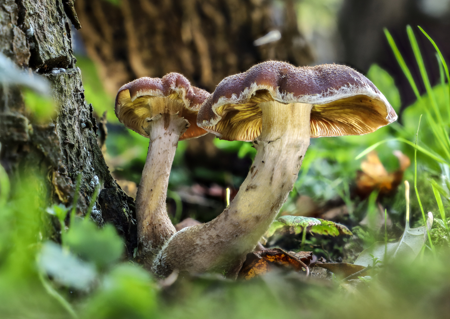 2 Pilze Foto & Bild | youth, natur, herbst Bilder auf ...