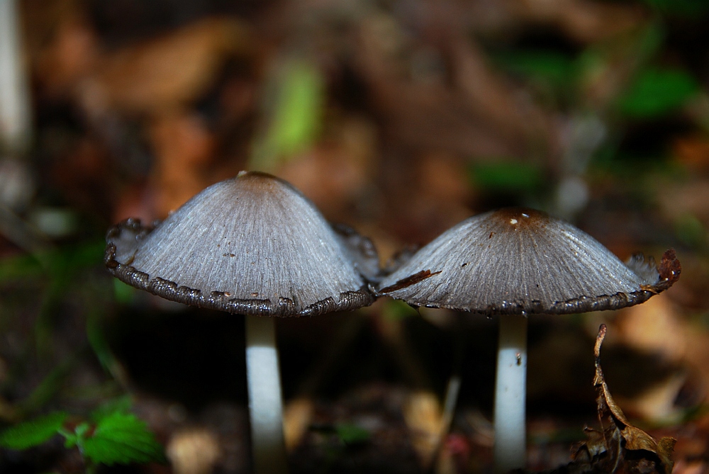 2 Pilze im Wald