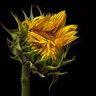 2. Platz Monatswettbewerb " Sonnenblumen " - ( Stacking Bild )                                  